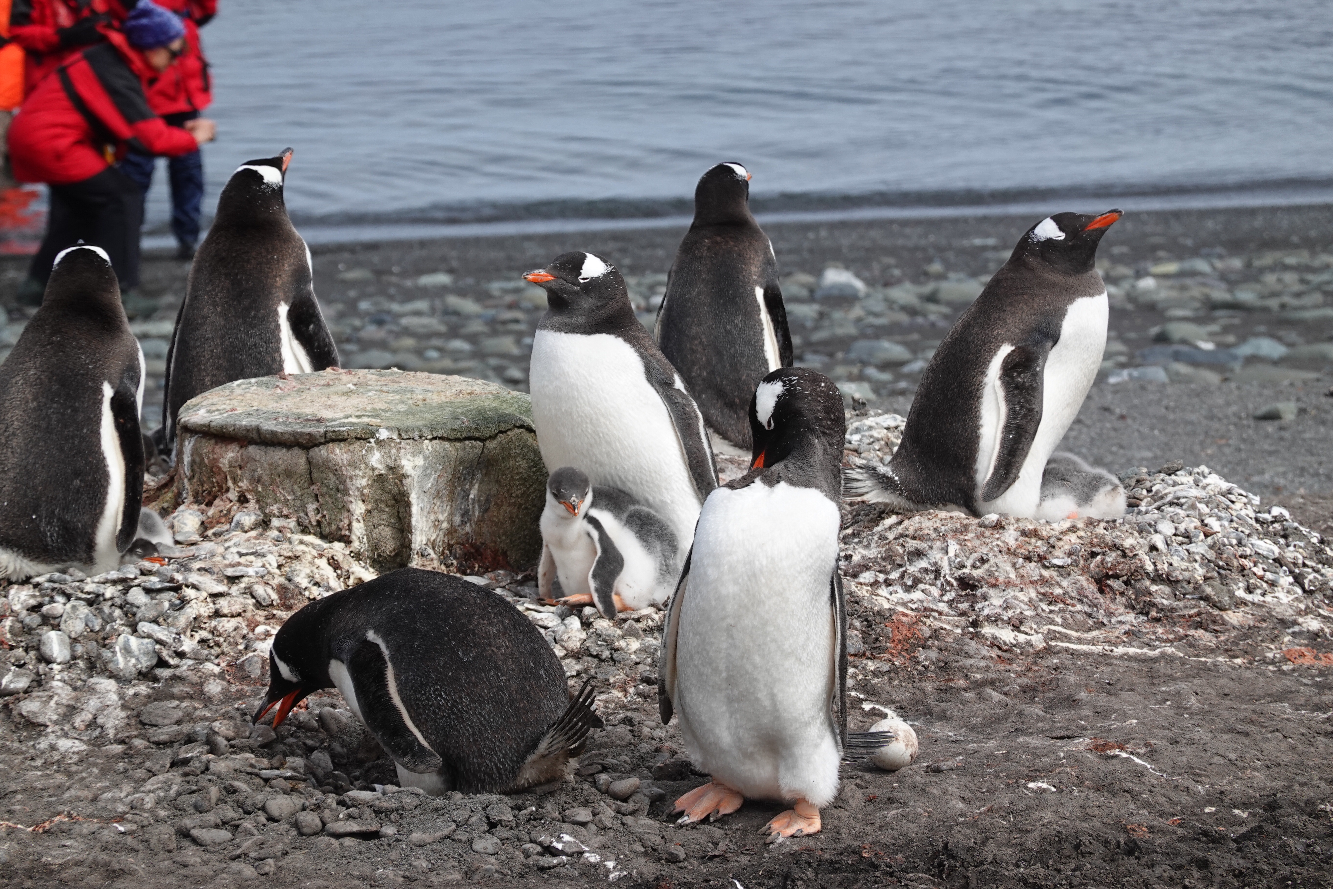 Our First Antarctic Landing