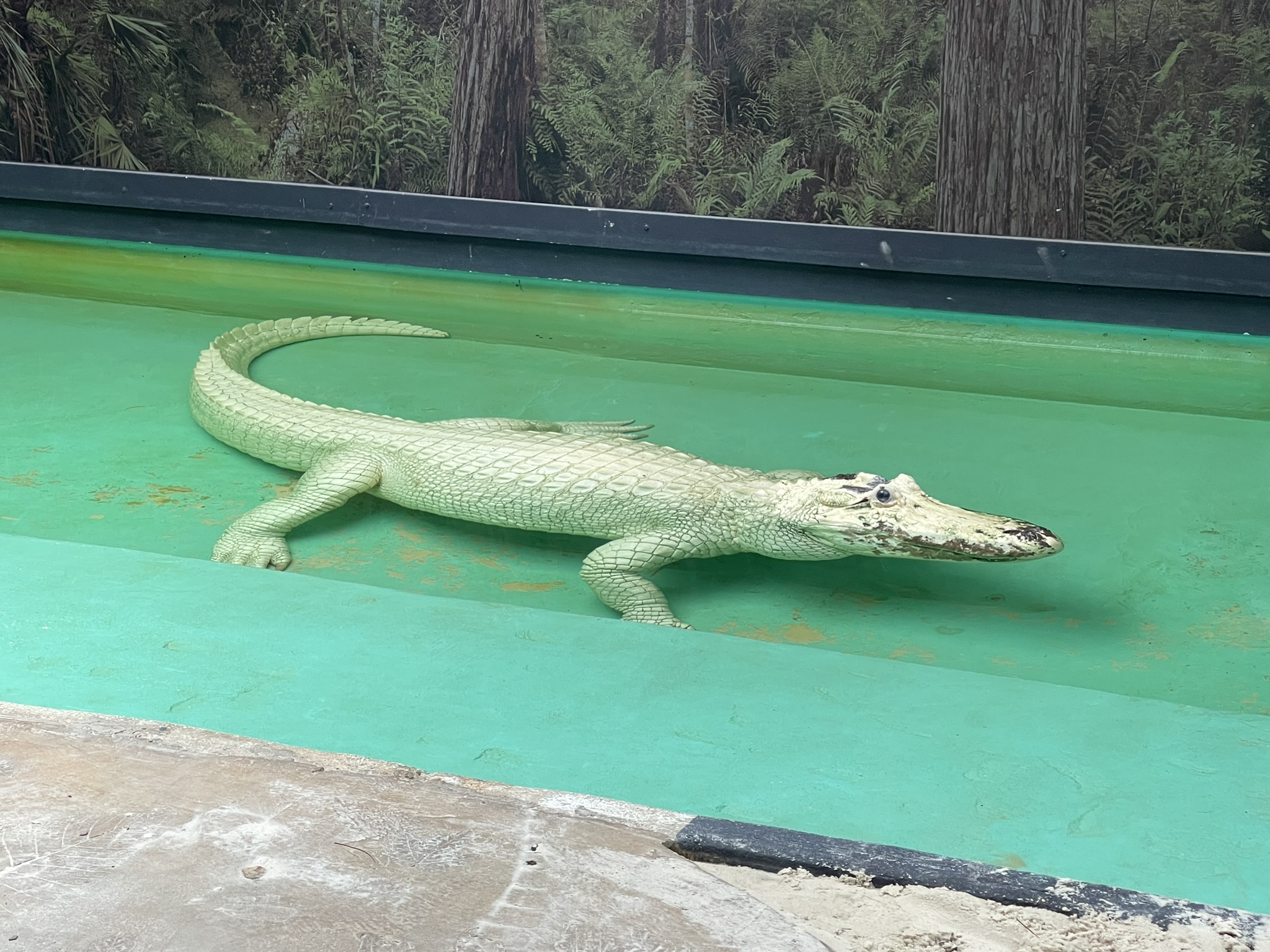 Gatorland’s Pale Predators: Leucistic Alligators